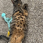 Bruno joined the competition — help win amazing prizes! animal, carpet, cat, cozy, cute, domestic_animal, feline, fur, home, indoor, lying_down, paws, pet, playful, relaxed, resting, striped, tabby_cat, toy, whiskers