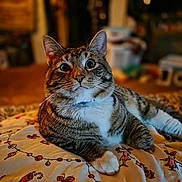 Puma is registered to the contest to win money with this photo: animal, bedroom, blanket, cat, cozy, curious, cute, domestic, feline, fur, indoor, mammal, paw, pet, portrait, relaxed, resting, soft, tabby, whiskers