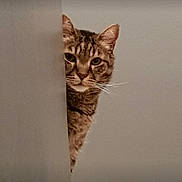 Garfield participe au concours pour gagner de l'argent avec cette photo : abyssinian, angora, animal, cat, egyptiancat, kitten, manx, ocelot, pet