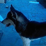 Aiko participe au concours pour gagner de l'argent avec cette photo : alaskan_malamute, carnivoran, dog, dog_breed, dog_breed_group, dog_like_mammal, east_siberian_laika, native_american_indian_dog, northern_inuit_dog, sakhalin_husky, seppala_siberian_sleddog, siberian_husky, sled_dog, snout, tail