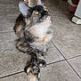 cat, tortoiseshell, fluffy, indoor, floor, tile, paws, crossed_paws, yellow_eyes, pet, animal, domestic, home, legs, bare_feet, cabinet, background, relaxed, feline, looking_up