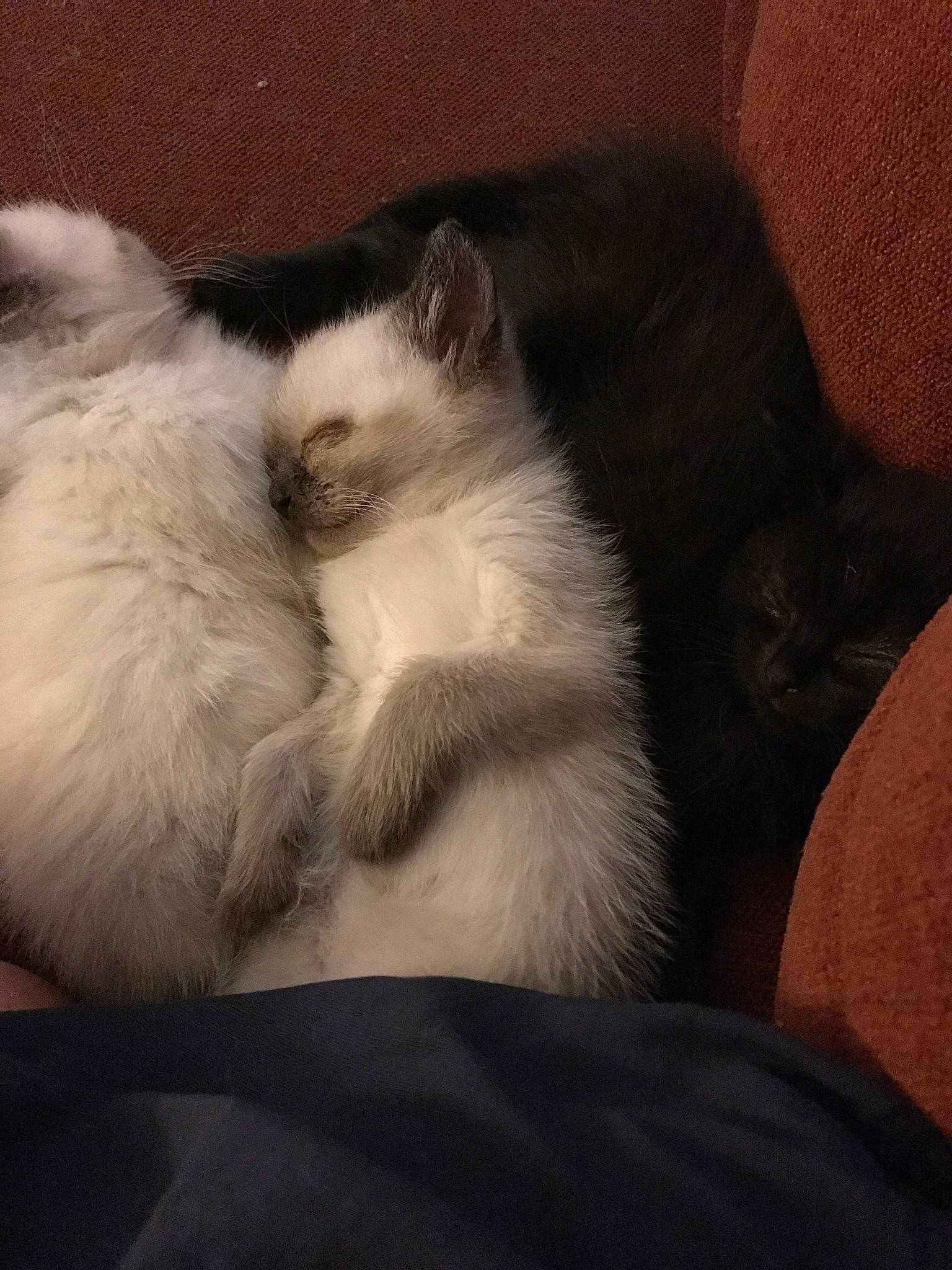 Gadget is registered to the contest to win money with this photo: canidae, carnivore, cat, claw, cloud, comfort, companion_dog, dog_breed, domestic_short_haired_cat, felidae, foot, fur, nap, paw, ragdoll, sky, small_to_medium_sized_cats, snout, tail, whiskers