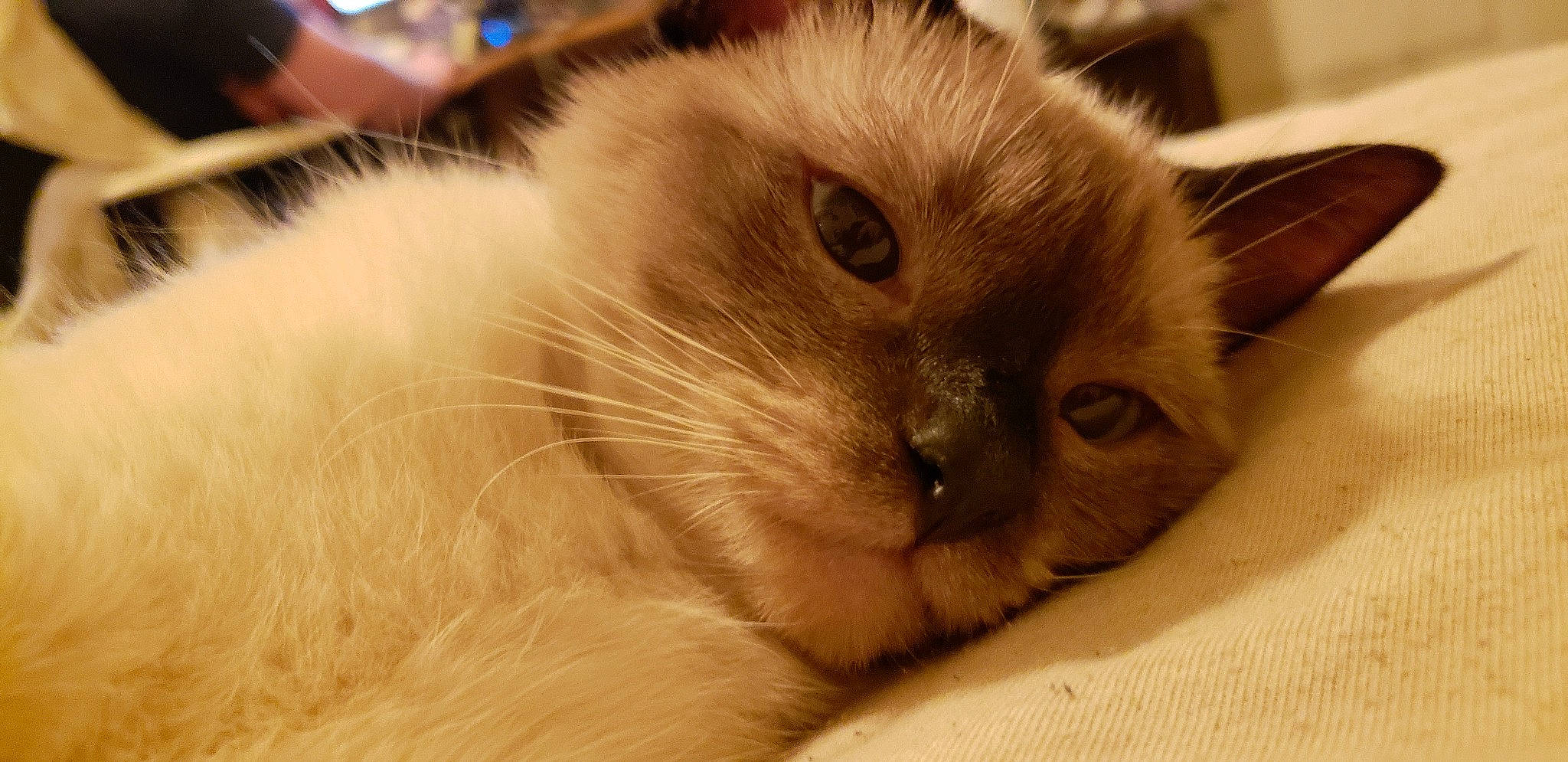 Gadget is registered to the contest to win money with this photo: carnivore, cat, claw, close_up, domestic_short_haired_cat, fawn, felidae, fur, paw, ragdoll, small_to_medium_sized_cats, snout, whiskers