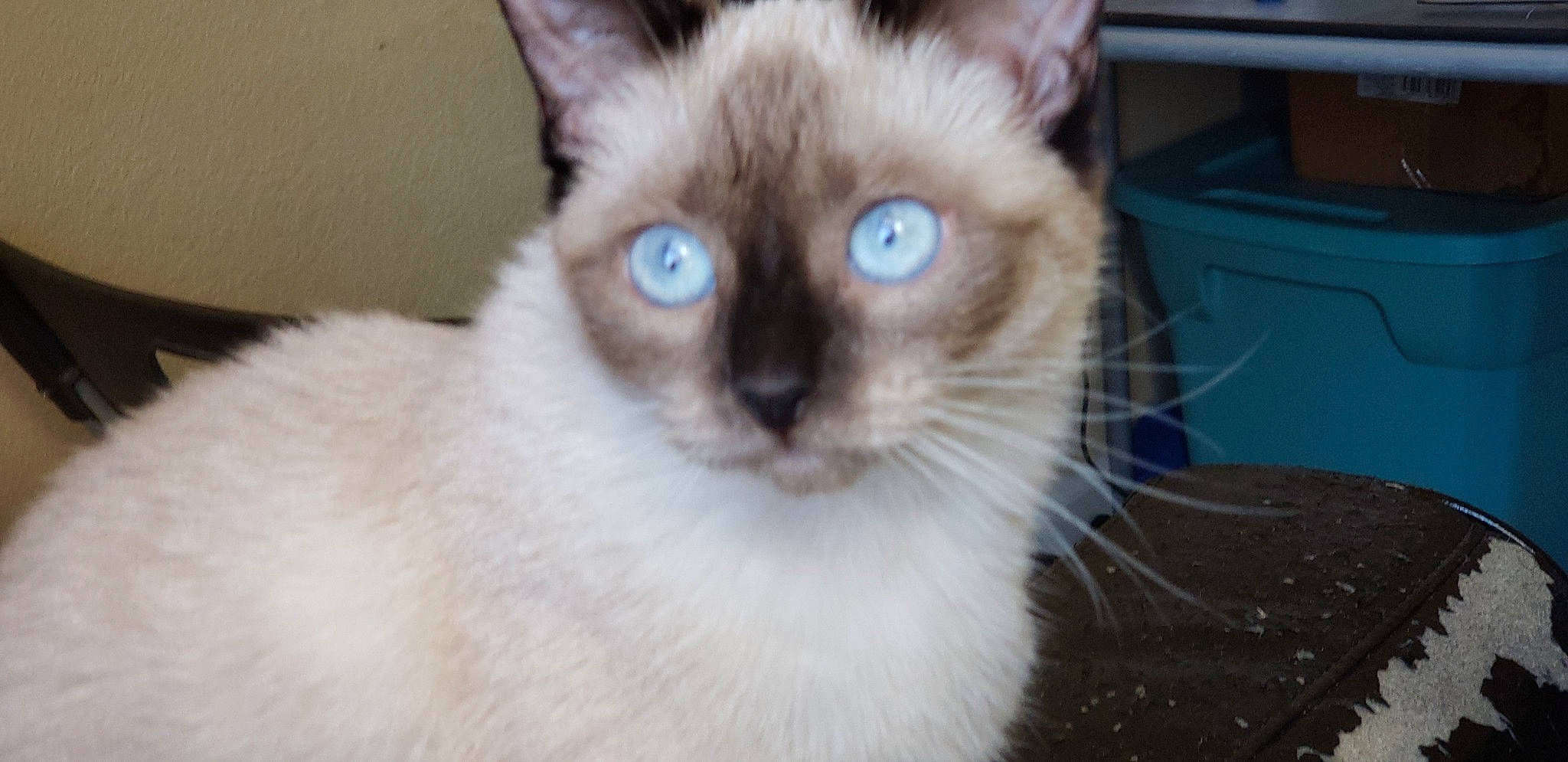 Gadget is registered to the contest to win money with this photo: balinese, birman, carnivore, cat, drawer, electric_blue, eye, fawn, felidae, fur, head, ragdoll, siamese, small_to_medium_sized_cats, snout, tail, terrestrial_animal, thai, tonkinese, whiskers