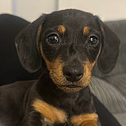 Reggie joined the competition — help win amazing prizes! puppy, dog, close_up, black_and_tan, cute, pet, animal, paw, fur, face, ears, indoor, resting, young, adorable, canine, portrait, looking_at_camera, soft_light, background_blur