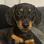 puppy, dog, close_up, black_and_tan, cute, pet, animal, paw, fur, face, ears, indoor, resting, young, adorable, canine, portrait, looking_at_camera, soft_light, background_blur