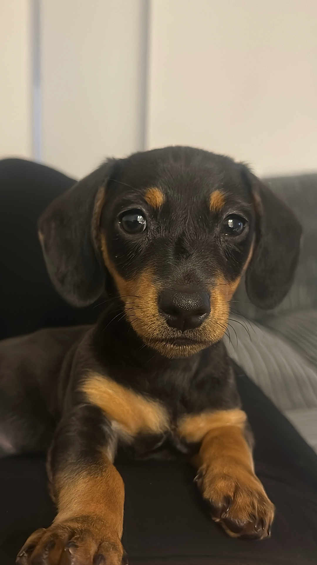 Reggie joined the competition — help win amazing prizes! puppy, dog, close_up, black_and_tan, cute, pet, animal, paw, fur, face, ears, indoor, resting, young, adorable, canine, portrait, looking_at_camera, soft_light, background_blur