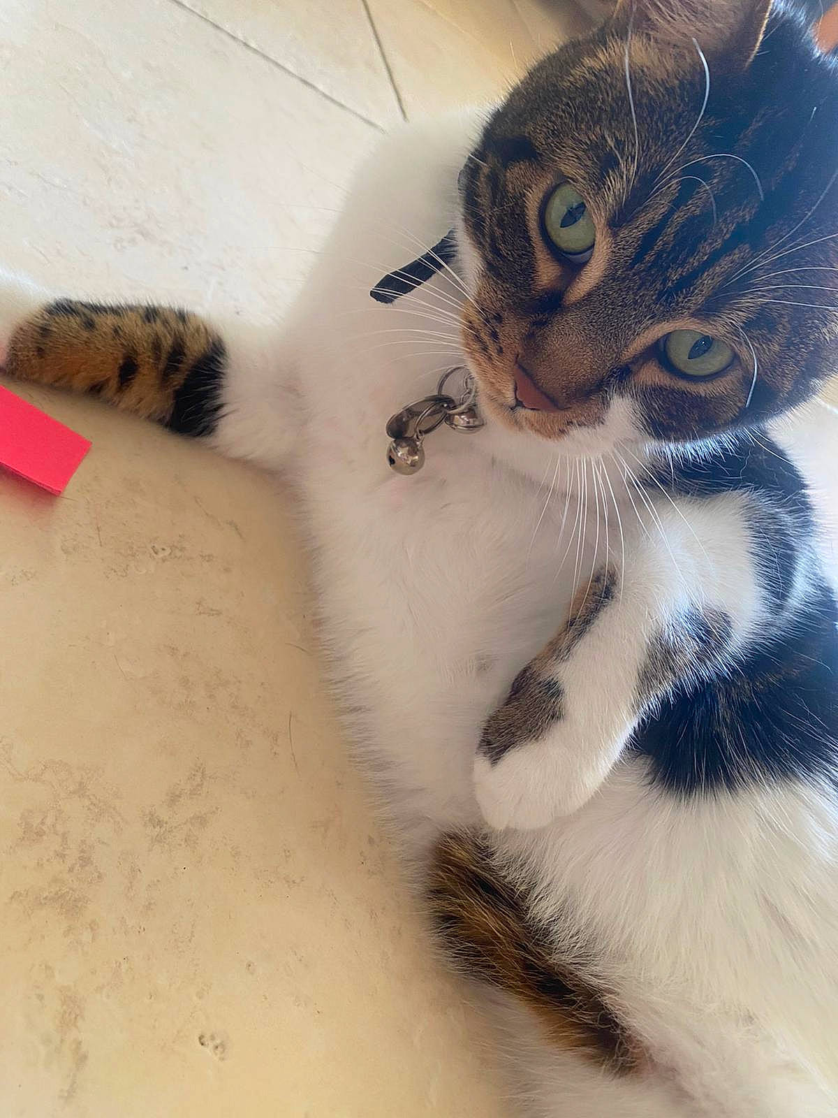 Skakespeare a rejoint le concours — aidez-le/la à gagner de superbes lots ! big_cats, carnivore, cat, claw, domestic_short_haired_cat, eye, fawn, felidae, flooring, foot, fur, leg, pattern, paw, photo_caption, small_to_medium_sized_cats, snout, tail, terrestrial_animal, whiskers