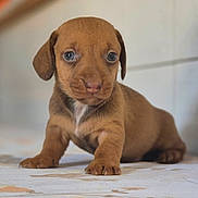 Brindille participe au concours pour gagner de l'argent avec cette photo : puppy, dog, brown, cute, pet, animal, young, indoor, floor, small, fur, ears, eyes, face, portrait, sitting, tile, curious, adorable, canine