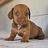 puppy, dog, brown, cute, pet, animal, young, indoor, floor, small, fur, ears, eyes, face, portrait, sitting, tile, curious, adorable, canine