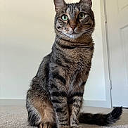 Tommy is registered to the contest to win money with this photo: cat, tabby, pet, animal, sitting, portrait, green_eyes, whiskers, ears, striped_fur, furry, tail, indoor, home, carpet, floor, door, wall, centered, alert