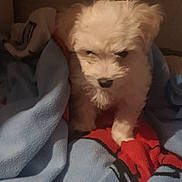 Toby a rejoint le concours — aidez-le/la à gagner de superbes lots ! puppy, dog, white, blanket, cozy, pet, fur, small, cute, indoor, animal, sleepy, snug, soft, young, furball, companion, comfort, resting, warm