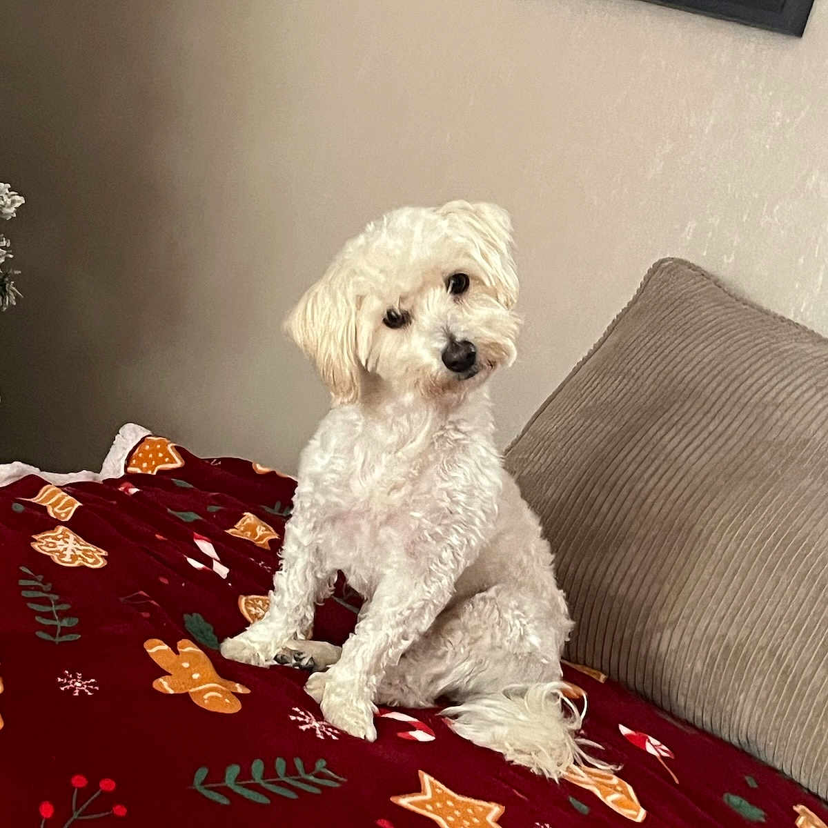 Toby a rejoint le concours — aidez-le/la à gagner de superbes lots ! blanket, candy_cane, couch, cozy, curious, curly_fur, cute, decor, dog, furniture, gingerbread, holiday_theme, home, indoor, pet, pillow, red_blanket, sitting, wall_art, white_dog