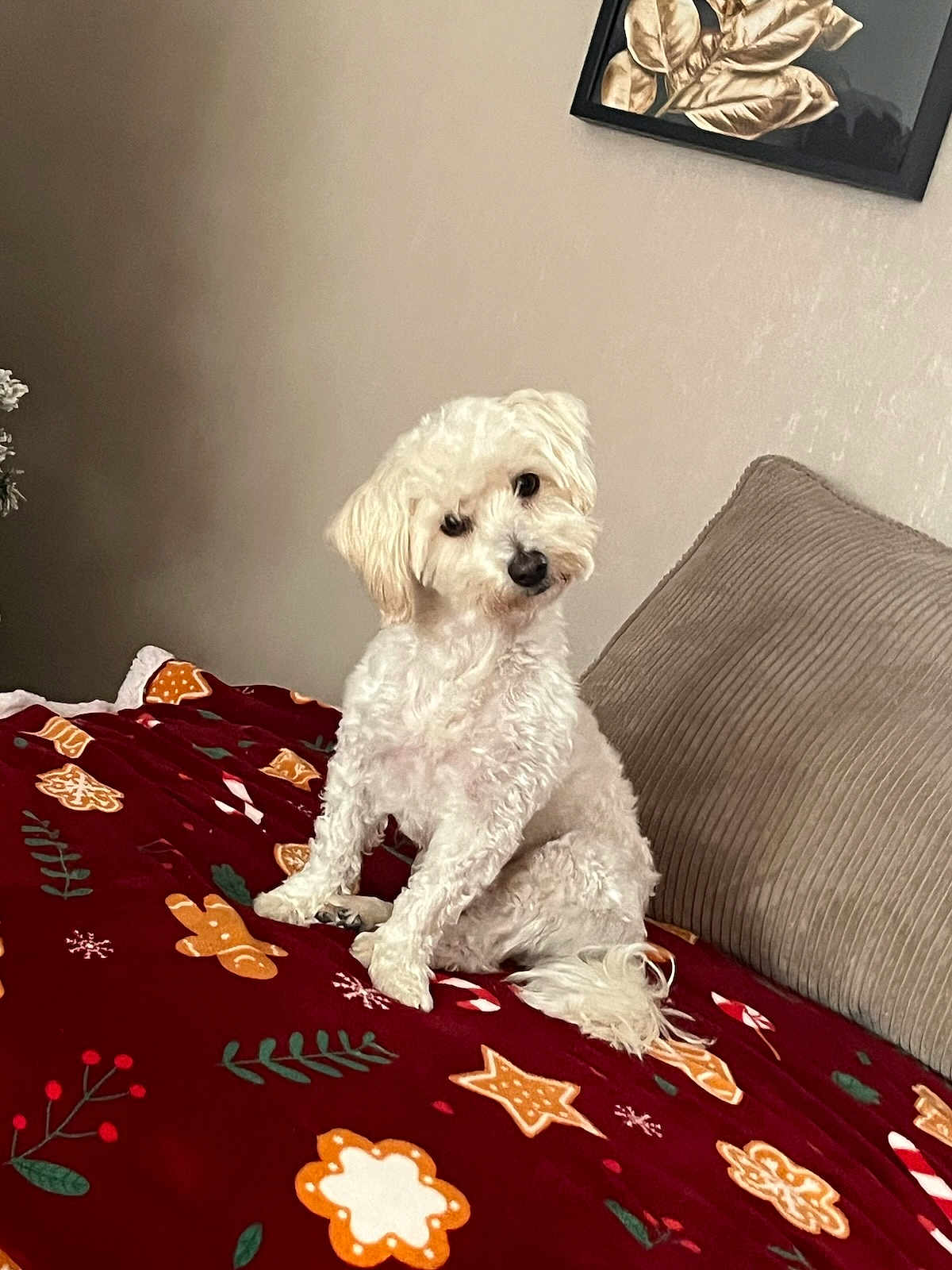 Toby a rejoint le concours — aidez-le/la à gagner de superbes lots ! dog, white_dog, curly_fur, pet, blanket, red_blanket, gingerbread, candy_cane, holiday_theme, couch, pillow, indoor, wall_art, decor, cute, curious, sitting, cozy, home, furniture