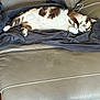 animal, blanket, brown, cat, comfortable, couch, cozy, domestic_animal, feline, fur, household, indoor, leather, nap, pet, relaxed, resting, sleeping, striped, white
