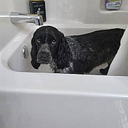 Lennon is registered to the contest to win money with this photo: dog, bathtub, bathroom, pet, black_and_white, wet, fur, looking_up, indoor, shampoo, cleaning_product, sink, tap, water, animal, curious, expression, fur_pattern, domestic, canine