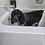 animal, bathroom, bathtub, black_and_white, canine, cleaning_product, curious, dog, domestic, expression, fur, fur_pattern, indoor, looking_up, pet, shampoo, sink, tap, water, wet