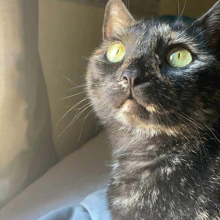 Stella joined the competition — help win amazing prizes! animal, cat, close_up, curious, cute, domestic_animal, ears, face, feline, fur, green_eyes, indoor, looking_up, mammal, natural_light, pet, portrait, soft_light, tortoiseshell_cat, whiskers