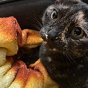Stella joined the competition — help win amazing prizes! cat, tortoiseshell, close_up, blanket, cozy, fur, pet, indoor, curious, wide_eyes, reflection, soft_texture, leather, couch, whiskers, animal, mammal, feline, resting, snuggle