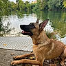 Saiko participe au concours pour gagner de l'argent avec cette photo : dog, german_shepherd, animal, pet, canine, outdoor, lake, water, nature, trees, greenery, grass, leaves, sky, reflection, alert, happy, lying_down, daylight, landscape