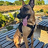 dog, canine, pet, outdoor, sunny, bench, wood, greenery, park, nature, happy, tongue_out, sitting, ears_up, daylight, animal, fur, leash_harness, portrait, landscape