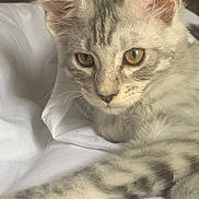 Azzaro a rejoint le concours — aidez-le/la à gagner de superbes lots ! cat, kitten, close_up, yellow_eyes, fur, whiskers, ear, paw, striped_fur, white_blanket, indoor, pet, cute, animal, feline, young_cat, relaxed, soft_light, portrait, resting