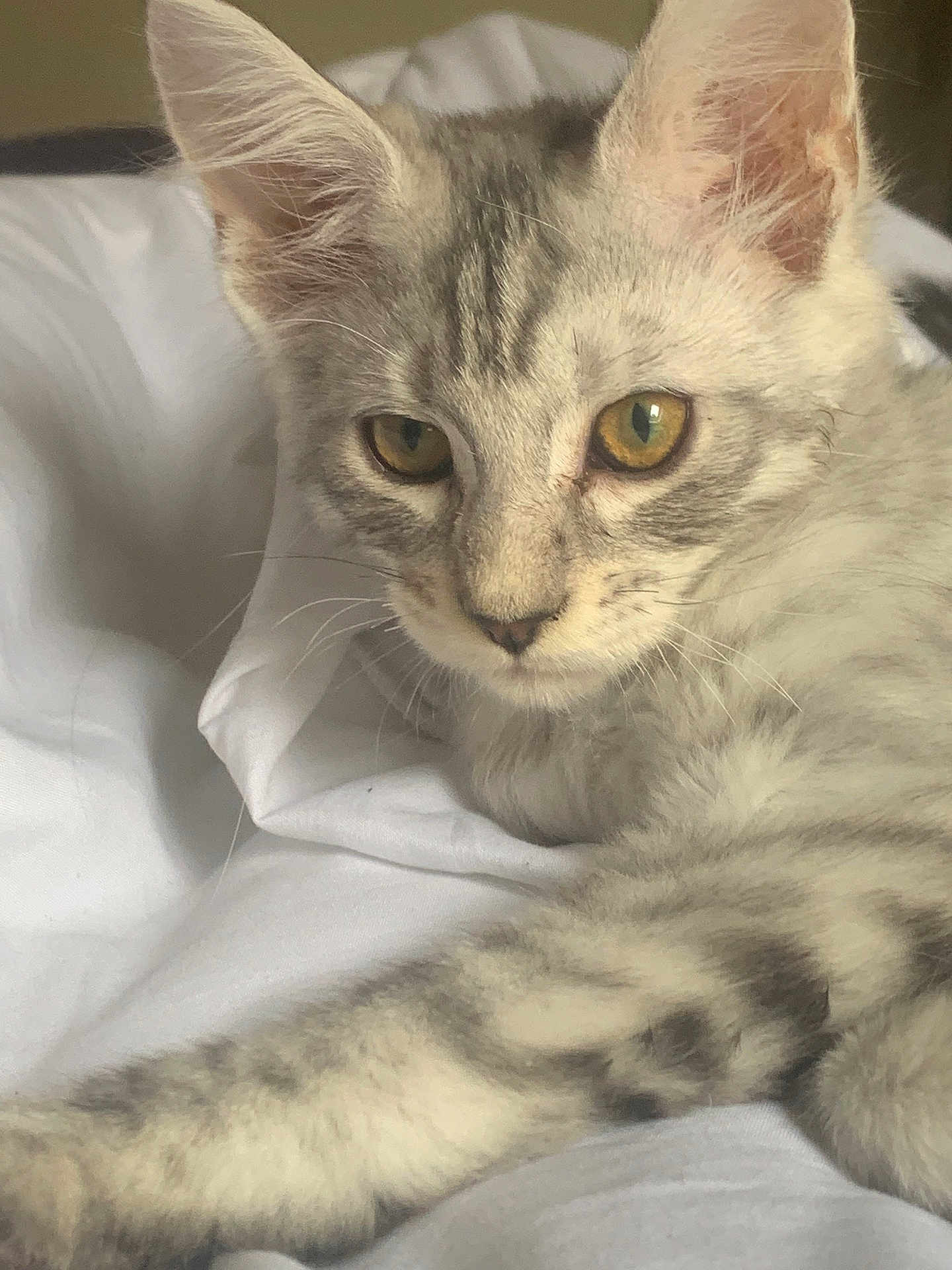 Azzaro a rejoint le concours — aidez-le/la à gagner de superbes lots ! cat, kitten, close_up, yellow_eyes, fur, whiskers, ear, paw, striped_fur, white_blanket, indoor, pet, cute, animal, feline, young_cat, relaxed, soft_light, portrait, resting