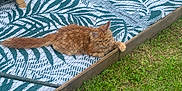 Aiko participe au concours pour gagner de l'argent avec cette photo : cat, orange_cat, fluffy, outdoor, mat, patterned_mat, netting, wooden_frame, grass, paw, relaxed, pet, animal, nature, sunlight, resting, feline, stretching, greenery, daytime