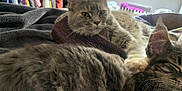 Zena participe au concours pour gagner de l'argent avec cette photo : cat, cats, feline, pet, animal, bed, blanket, fur, ears, whiskers, relaxing, indoor, cozy, sleeping, resting, cute, tabby, striped, soft, window