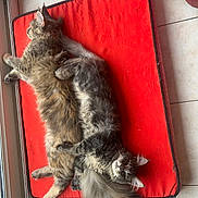 Azura participe au concours pour gagner de l'argent avec cette photo : cat, cats, feline, fluffy, pet, pets, animal, animals, resting, cuddle, cuddling, red_cushion, indoor, tile_floor, window, relaxed, playful, tail, fur, cute