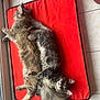 animal, animals, cat, cats, cuddle, cuddling, cute, feline, fluffy, fur, indoor, pet, pets, playful, red_cushion, relaxed, resting, tail, tile_floor, window