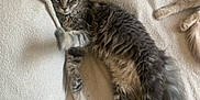 Azura a rejoint le concours — aidez-le/la à gagner de superbes lots ! cat, tabby, gray_cat, fluffy, pet, animal, indoor, blanket, feline, paw, resting, relaxed, soft_texture, cozy, stretching, fur, laying_down, home, comfort, two_cats