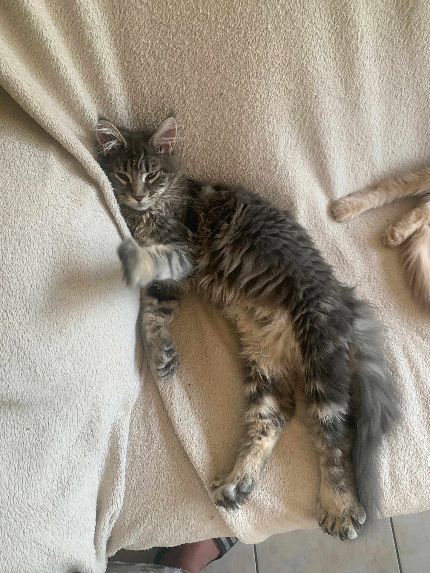 Azura a rejoint le concours — aidez-le/la à gagner de superbes lots ! cat, tabby, gray_cat, fluffy, pet, animal, indoor, blanket, feline, paw, resting, relaxed, soft_texture, cozy, stretching, fur, laying_down, home, comfort, two_cats