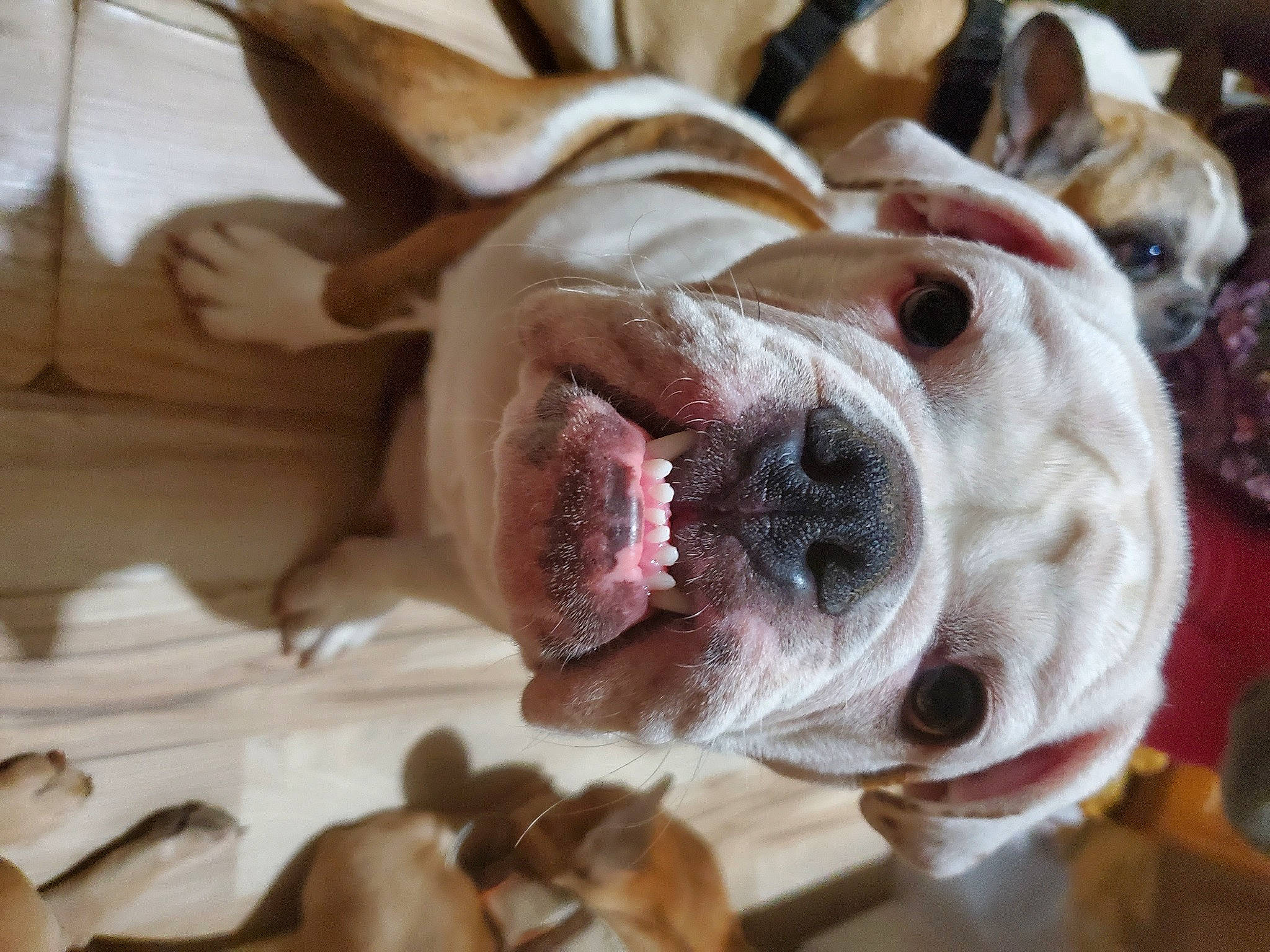 Buckaroo joined the competition — help win amazing prizes! canidae, carnivore, collar, comfort, companion_dog, dog, dog_breed, dog_collar, dog_supply, ear, fawn, fur, leash, pet_supply, puppy, snout, sporting_group, whiskers, working_animal, wrinkle