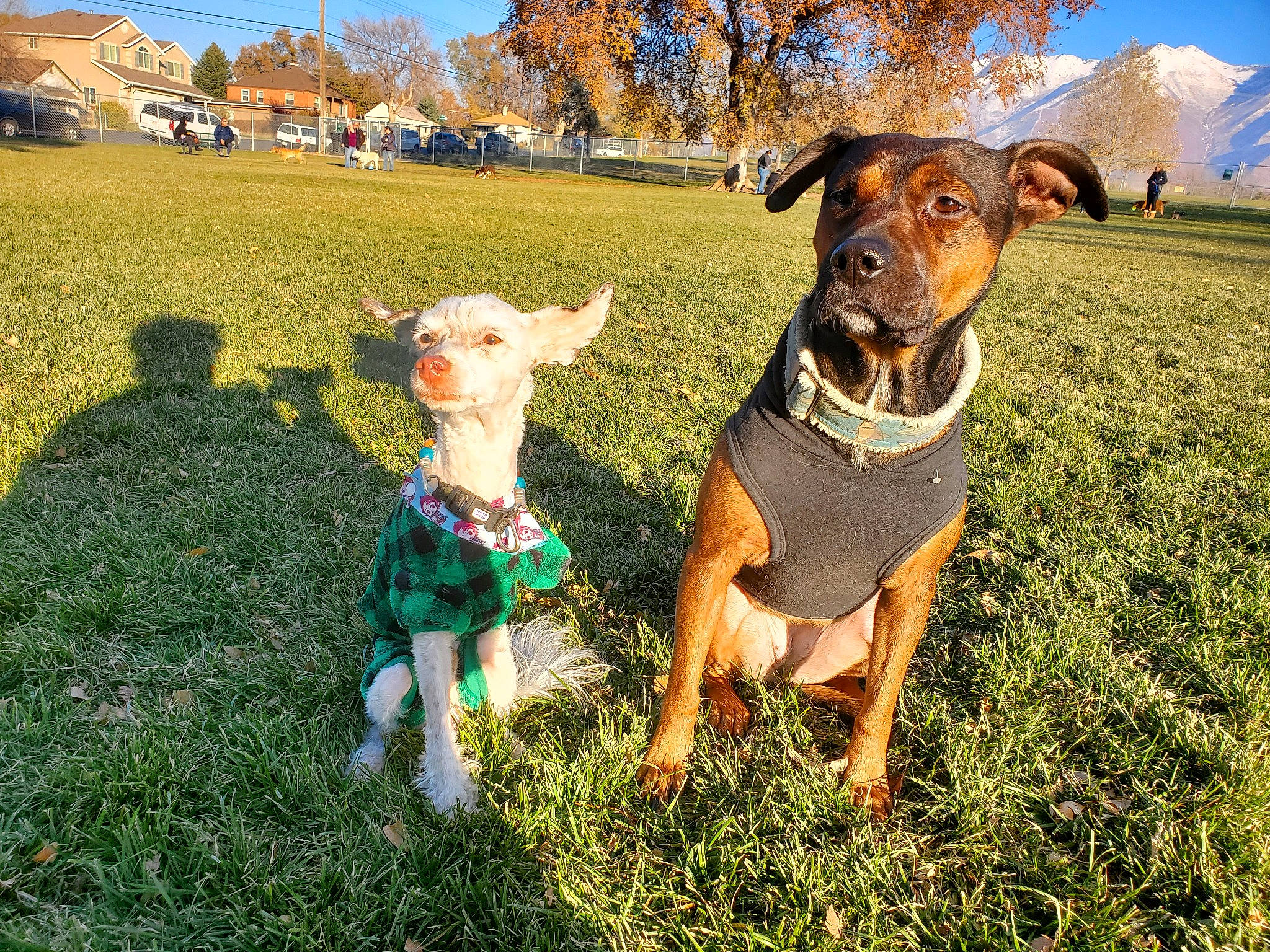 Kita is registered to the contest to win money with this photo: carnivore, collar, companion_dog, dog, dog_breed, dog_clothes, dog_collar, dog_supply, fawn, grass, grassland, happy, hat, pet_supply, plant, sky, snout, sporting_group, tree, working_animal