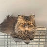 cat, persian_cat, fluffy_fur, orange_eyes, relaxed, indoor, pet, animal, feline, cage, metal_bars, long_hair, whiskers, sitting, fur, cute, domestic_animal, resting, face, portrait