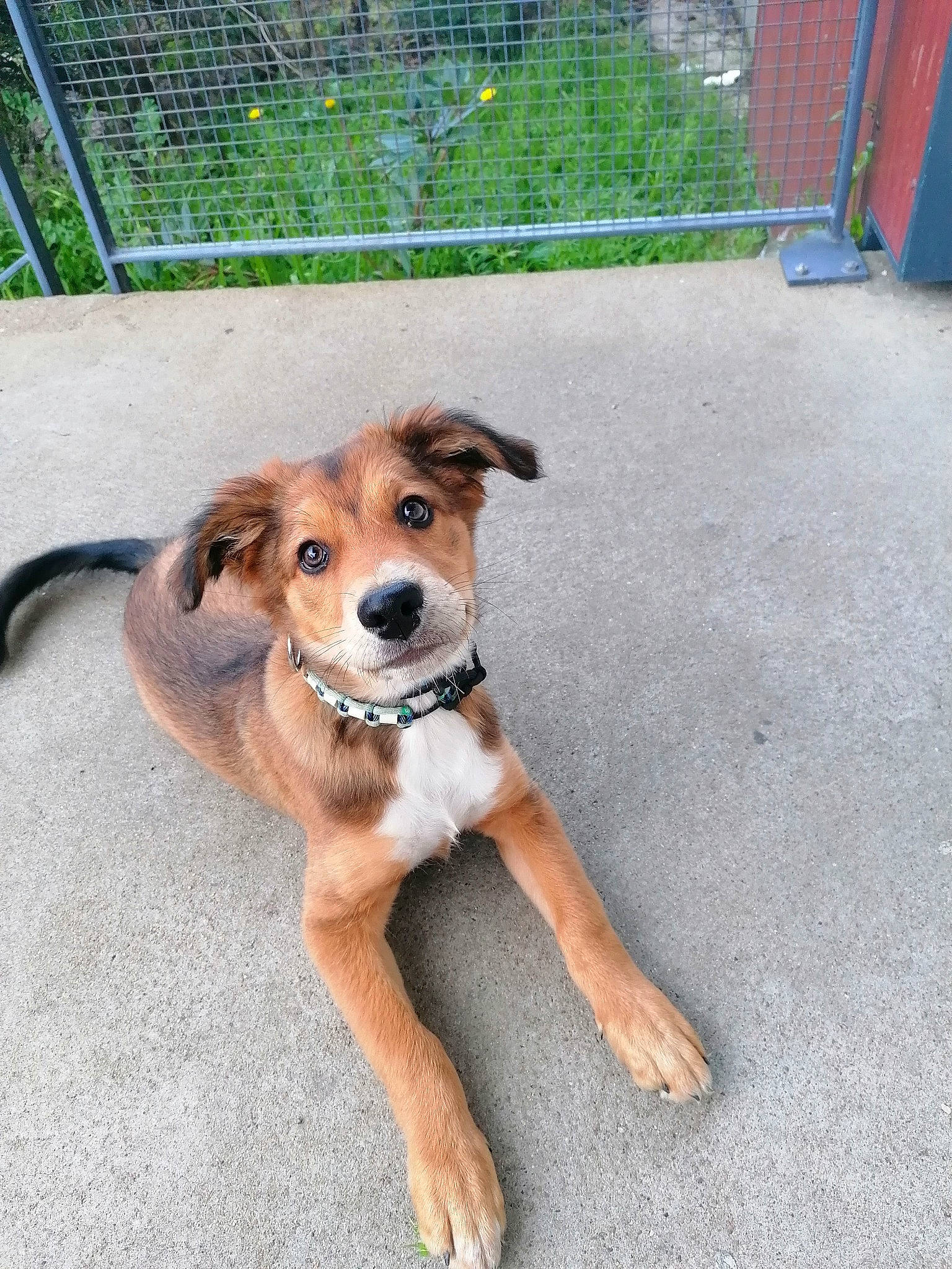 Uzzi participe au concours pour gagner de l'argent avec cette photo : canidae, carnivore, collar, companion_dog, dog, dog_breed, dog_clothes, fawn, fence, grass, leash, paw, plant, road_surface, sidewalk, snout, sporting_group, street_dog, tail, working_animal