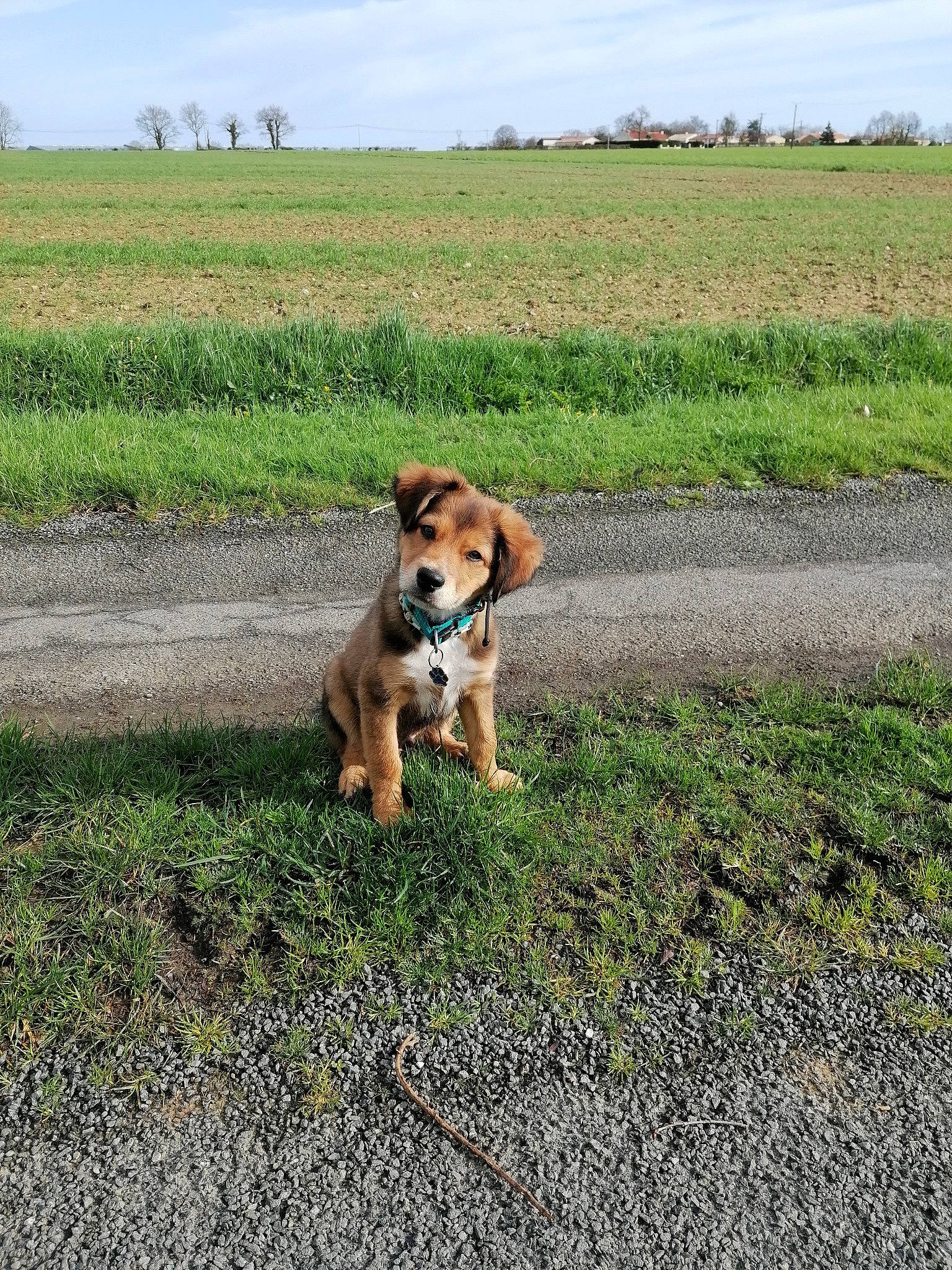 Uzzi a rejoint le concours — aidez-le/la à gagner de superbes lots ! agriculture, carnivore, cloud, companion_dog, dog, dog_breed, fawn, field, grass, grassland, landscape, pasture, plant, prairie, sky, soil, sporting_group, tail, tree, working_animal