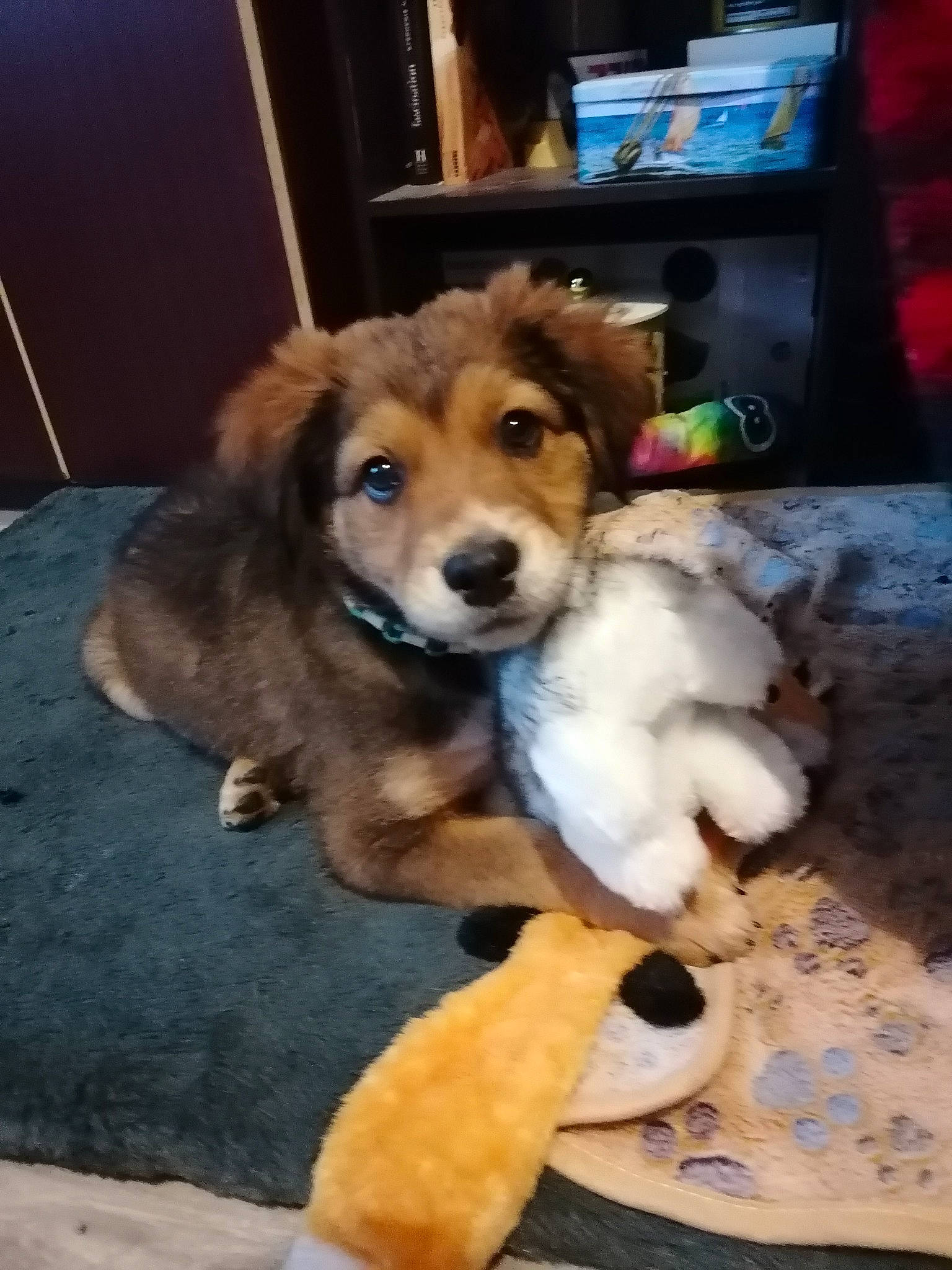 Uzzi participe au concours pour gagner de l'argent avec cette photo : canidae, carnivore, companion_dog, dog, dog_breed, dog_supply, fawn, flooring, food, fur, hardwood, home_appliance, paw, snout, sporting_group, tail, television, working_animal