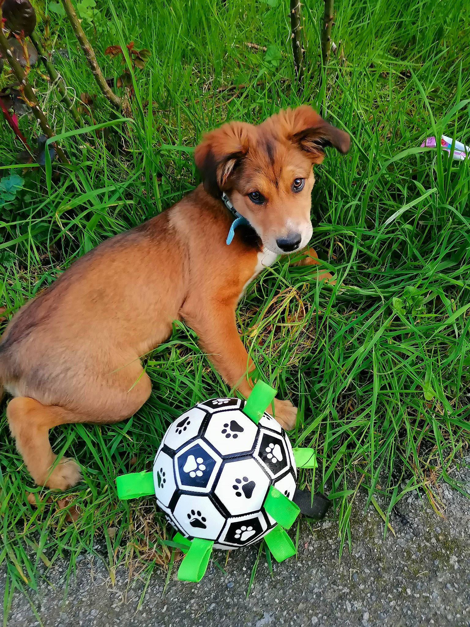 Uzzi participe au concours pour gagner de l'argent avec cette photo : ball, carnivore, collar, companion_dog, dog, dog_breed, dog_supply, fawn, football, grass, groundcover, liver, plant, snout, sporting_group, sports_equipment, tail, terrestrial_animal, whiskers, working_animal