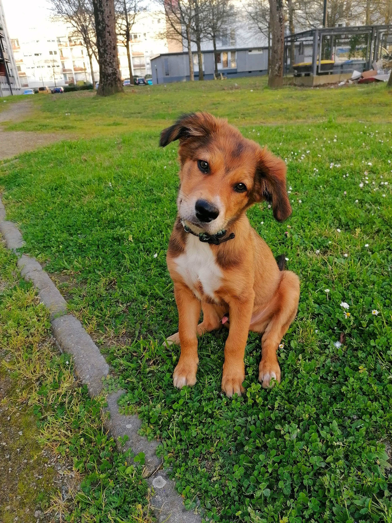 Uzzi participe au concours pour gagner de l'argent avec cette photo : canidae, carnivore, collar, companion_dog, dog, dog_breed, dog_collar, dog_supply, fawn, grass, groundcover, plant, puppy, snout, sporting_group, street_dog, tail, tree, working_animal, working_dog