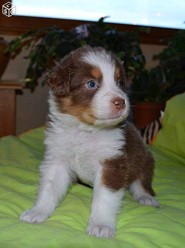 Maïa participe au concours pour gagner de l'argent avec cette photo : bored, canidae, carnivore, companion_dog, dog, dog_breed, fur, grass, liver, sporting_group, terrestrial_animal, whiskers, working_animal, working_dog
