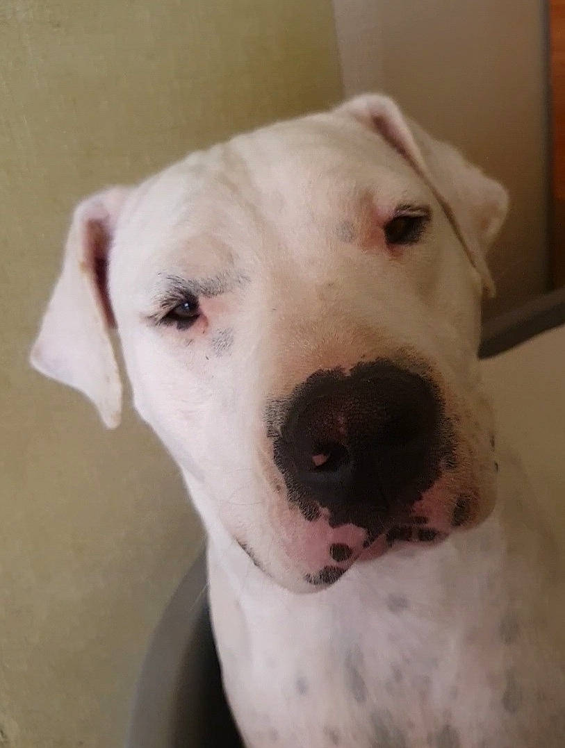 Olwen a rejoint le concours — aidez-le/la à gagner de superbes lots ! canidae, carnivore, collar, companion_dog, dog, dog_breed, dog_collar, dogo_guatemalteco, fawn, head, no_expression, non_sporting_group, pet_supply, snout, sporting_group, terrestrial_animal, whiskers, working_animal