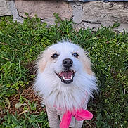 Boy joined the competition — help win amazing prizes! dog, smiling, white_fur, pink_scarf, outdoor, greenery, plants, stone_wall, happy, pet, canine, fluffy, nature, closeup, portrait, cute, animal, friendly, fur, tongue