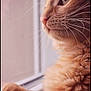 cat, orange_cat, fluffy, whiskers, window, close_up, profile, pet, animal, feline, soft_light, indoor, curious, peaceful, cozy, fur, portrait, domestic_cat, side_view, relaxed