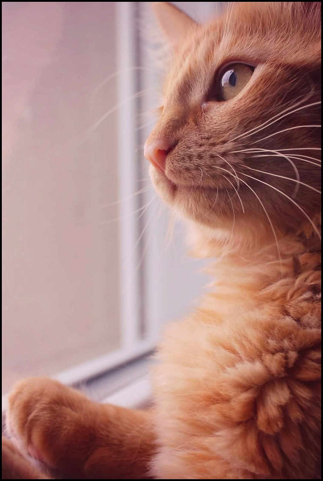 Willow
