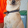 dog, small_dog, tan_dog, large_ears, collar, pet, animal, domestic_animal, portrait, close_up, indoor, person_partial, orange_clothing, fur, face, sitting, looking_at_camera, household, background, cute