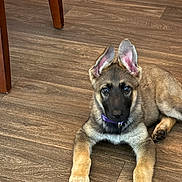 Hilde is registered to the contest to win money with this photo: puppy, dog, german_shepherd, pet, animal, floor, wooden_floor, ears, collar, purple_collar, lying_down, cute, indoor, young_dog, brown_fur, black_fur, paws, looking, alert, domestic