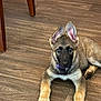 puppy, dog, german_shepherd, pet, animal, floor, wooden_floor, ears, collar, purple_collar, lying_down, cute, indoor, young_dog, brown_fur, black_fur, paws, looking, alert, domestic