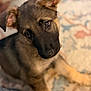 Hilde is registered to the contest to win money with this photo: adorable, animal, canine, carpet, close_up, companion, cute, dog, ears, eyes, fur, german_shepherd, indoor, looking_up, mammal, patterned_rug, pet, puppy, sitting, young